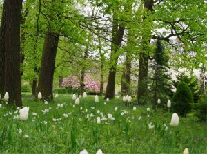 CHATEAU DE LA CHESNAIE / PARC